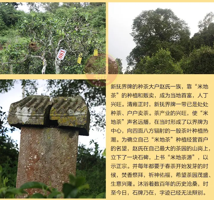 2023迷帝古樹春茶品質(zhì)如何？