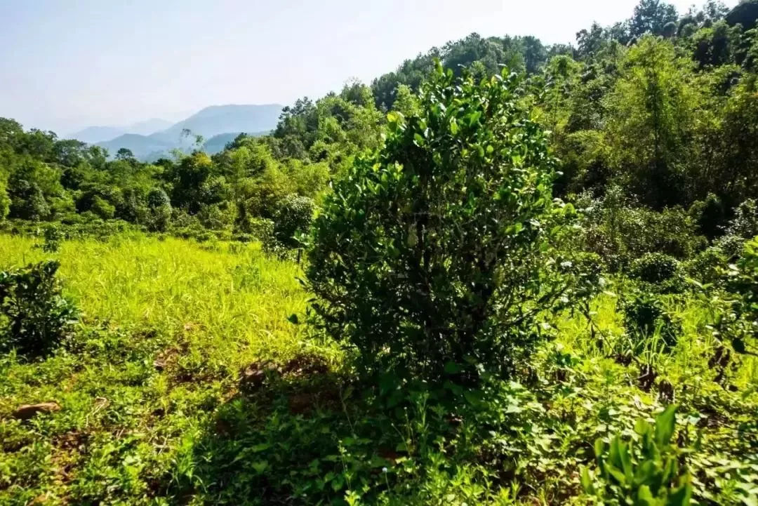 2023年迷帝古樹春茶特點是什么？