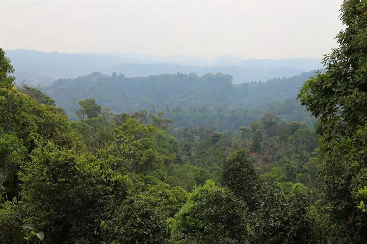 2023苦竹山古樹春茶口感怎么樣？