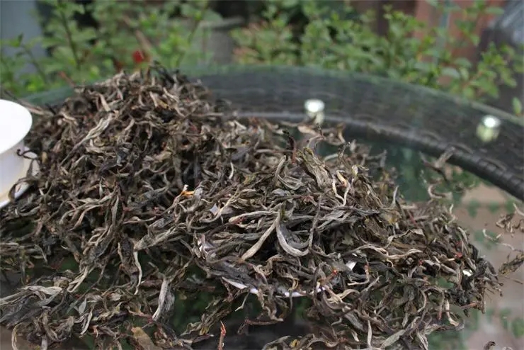 2023冰島古樹春茶品質(zhì)如何？