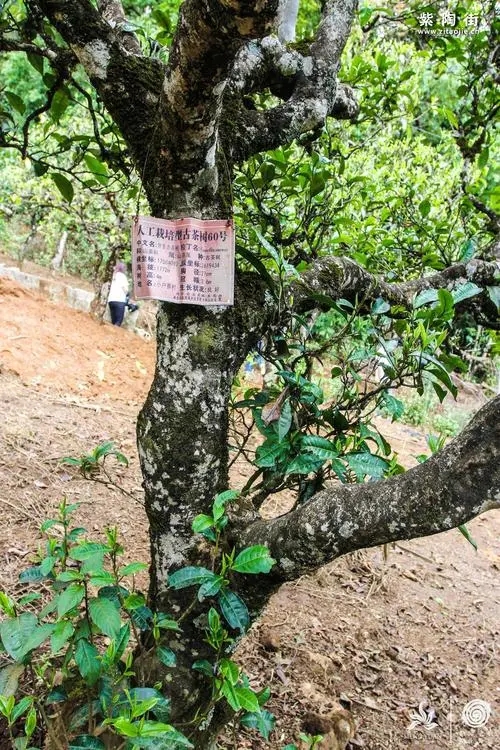 2023年小戶賽古樹春茶特點是什么？