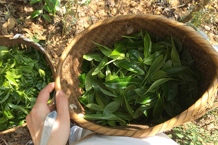 2023小戶賽古樹春茶價格是多少？