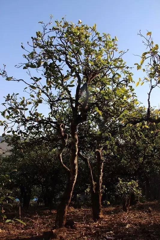 2023年小戶賽古樹春茶多少錢一公斤？