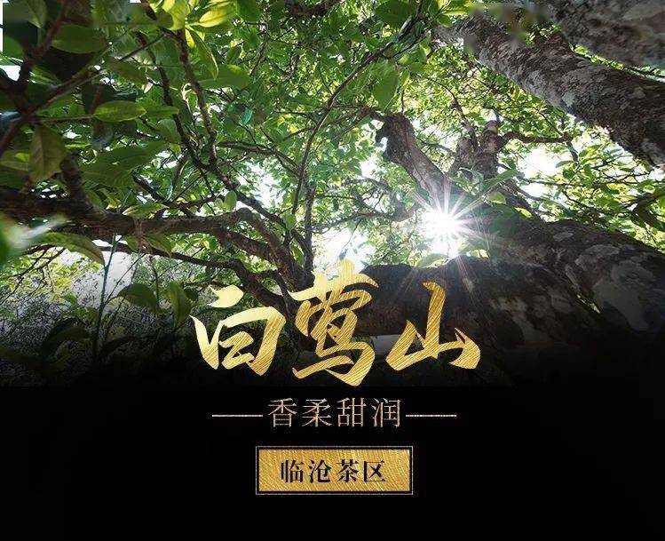 2023年白鶯山古樹春茶口感如何?