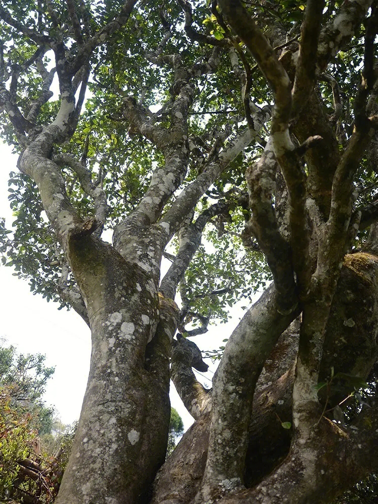 2023年白鶯山古樹春茶多少錢一公斤？