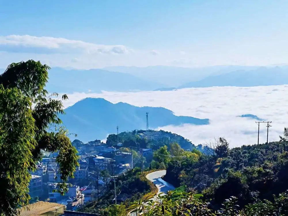 2023年邦東古樹春茶品質(zhì)如何？