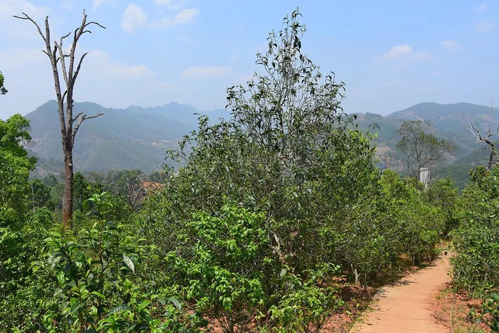 2023年邦東古樹春茶價(jià)格是多少？