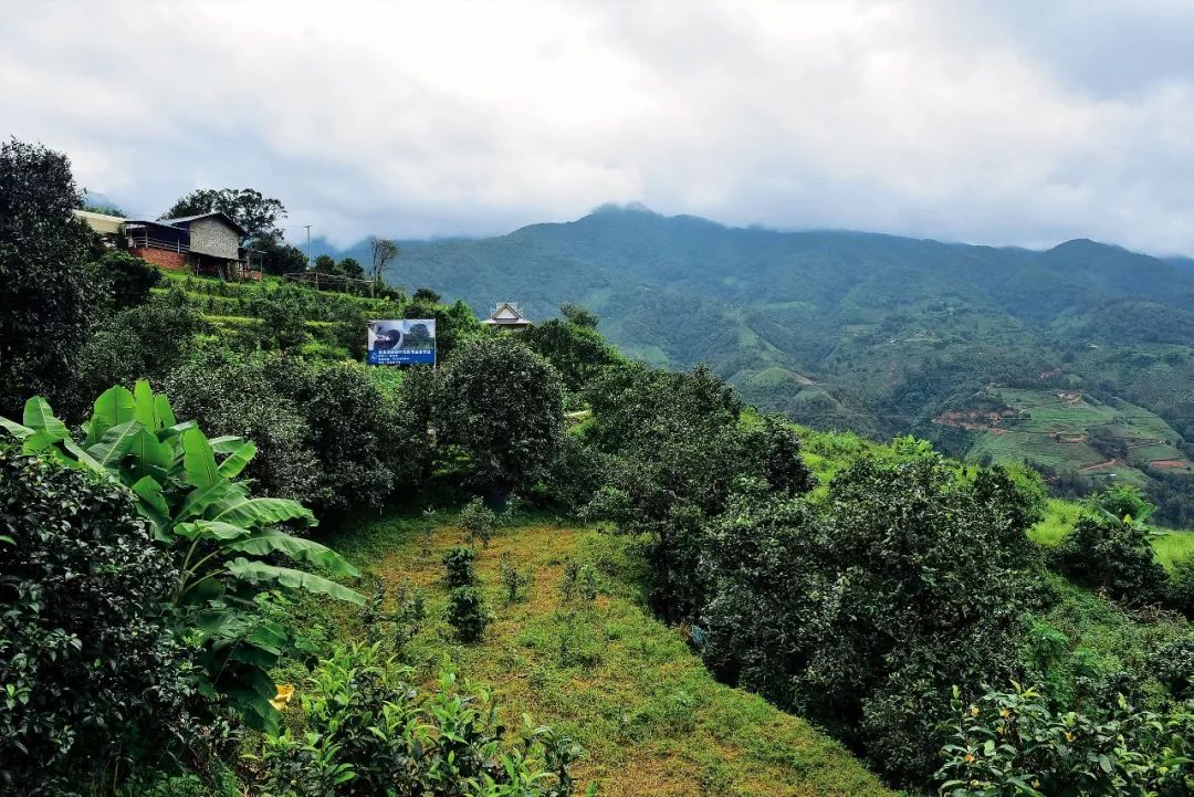 2023年邦東古樹春茶多少一公斤？