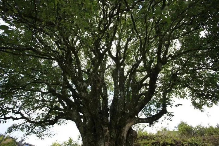 2023年香竹箐古樹春茶品質(zhì)怎么樣？