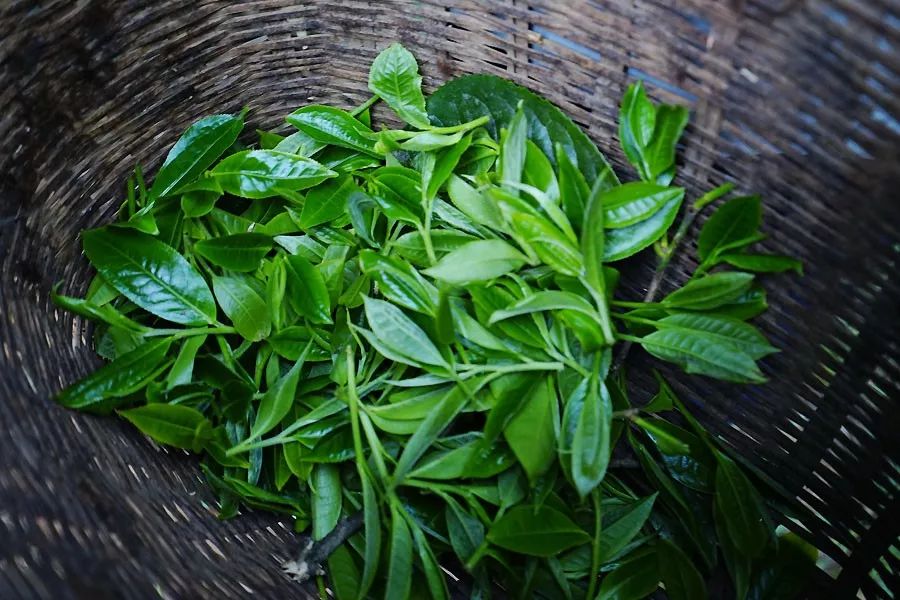 2023年香竹箐古樹春茶多少一公斤？