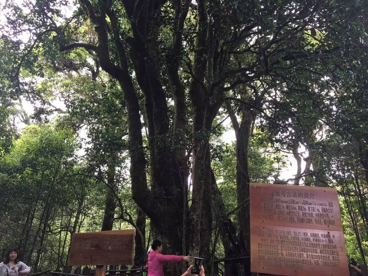 2023年大雪山古樹春茶品質(zhì)怎么樣？