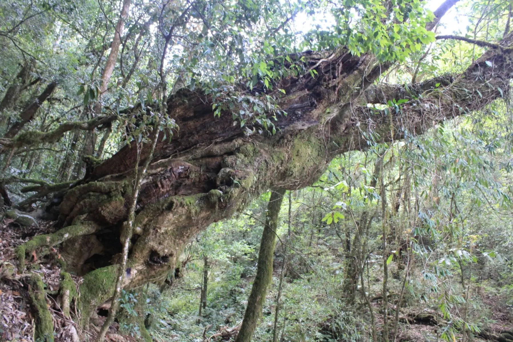 2023年大雪山古樹春茶口感怎么樣？
