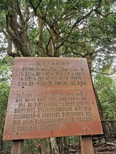 2023年大雪山古樹春茶特點(diǎn)是什么？