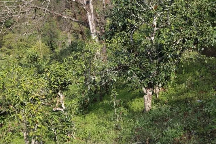 2023年大雪山古樹春茶價(jià)格是多少？