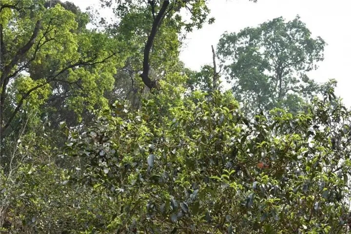 2023年大雪山古樹春茶多少錢一公斤？