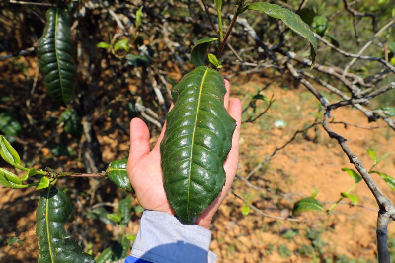 2023年忙肺古樹春茶品質(zhì)怎么樣？