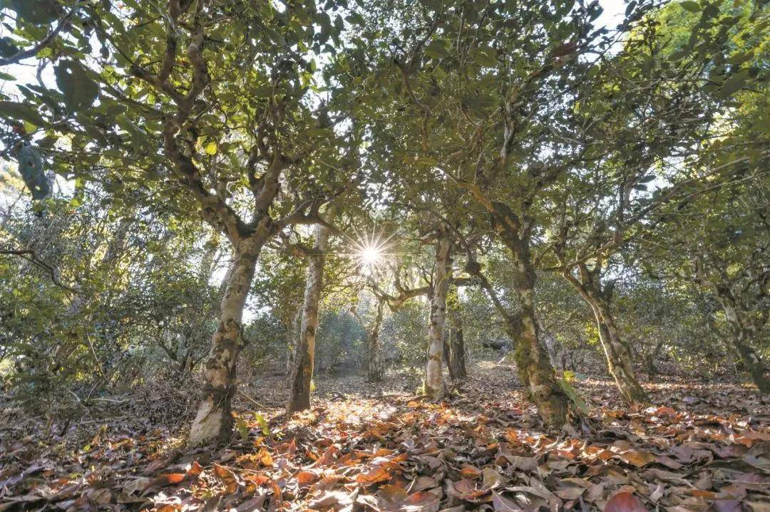 2023年忙肺古樹春茶特點是什么？