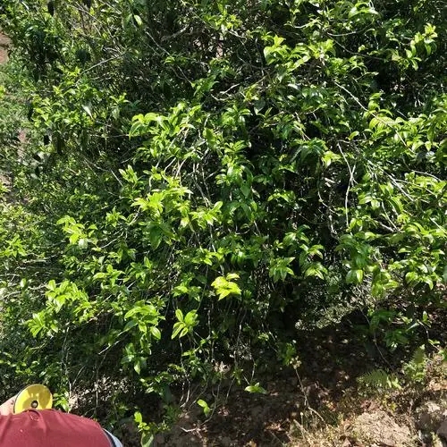 2023年那罕古樹春茶品質如何？