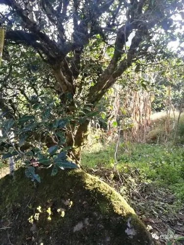 2023年那罕古樹春茶口感怎么樣？