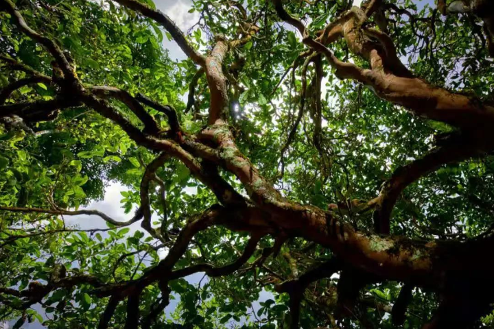 2023年那罕古樹春茶價格是多少？