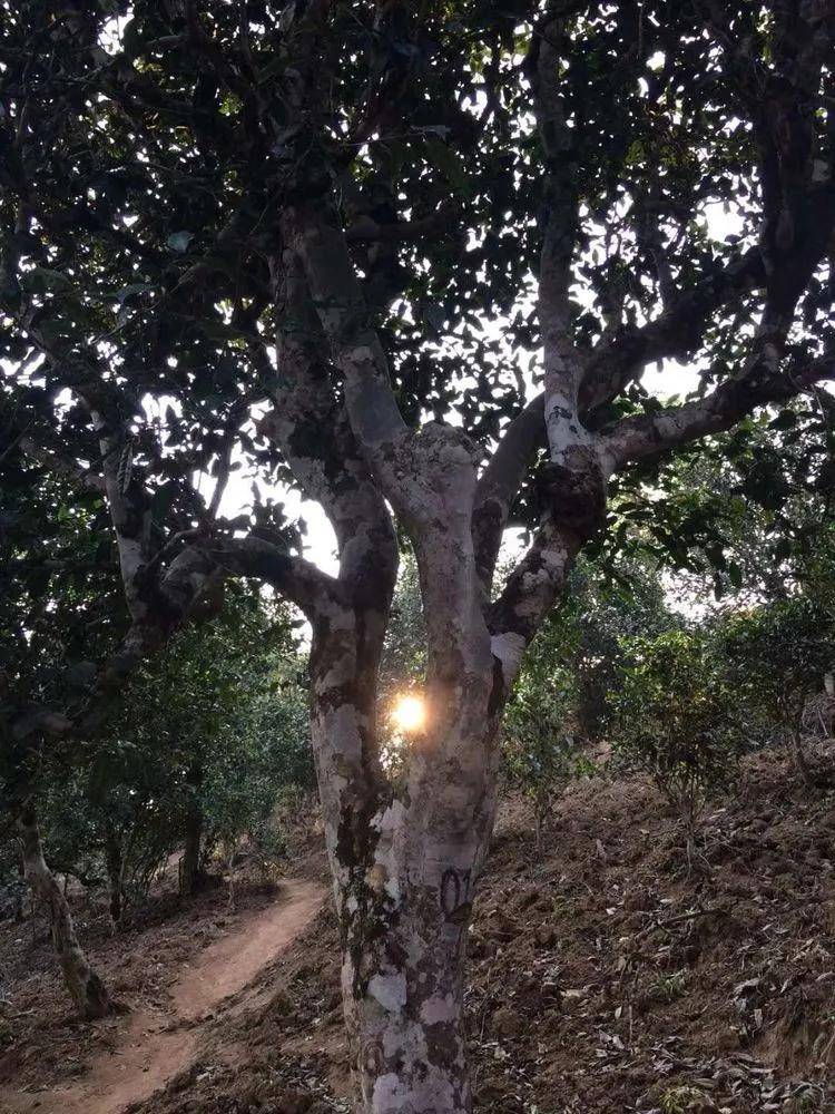 2023年小戶賽古樹春茶口感如何？