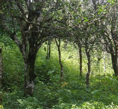 2023年小戶賽古樹春茶價格多少？