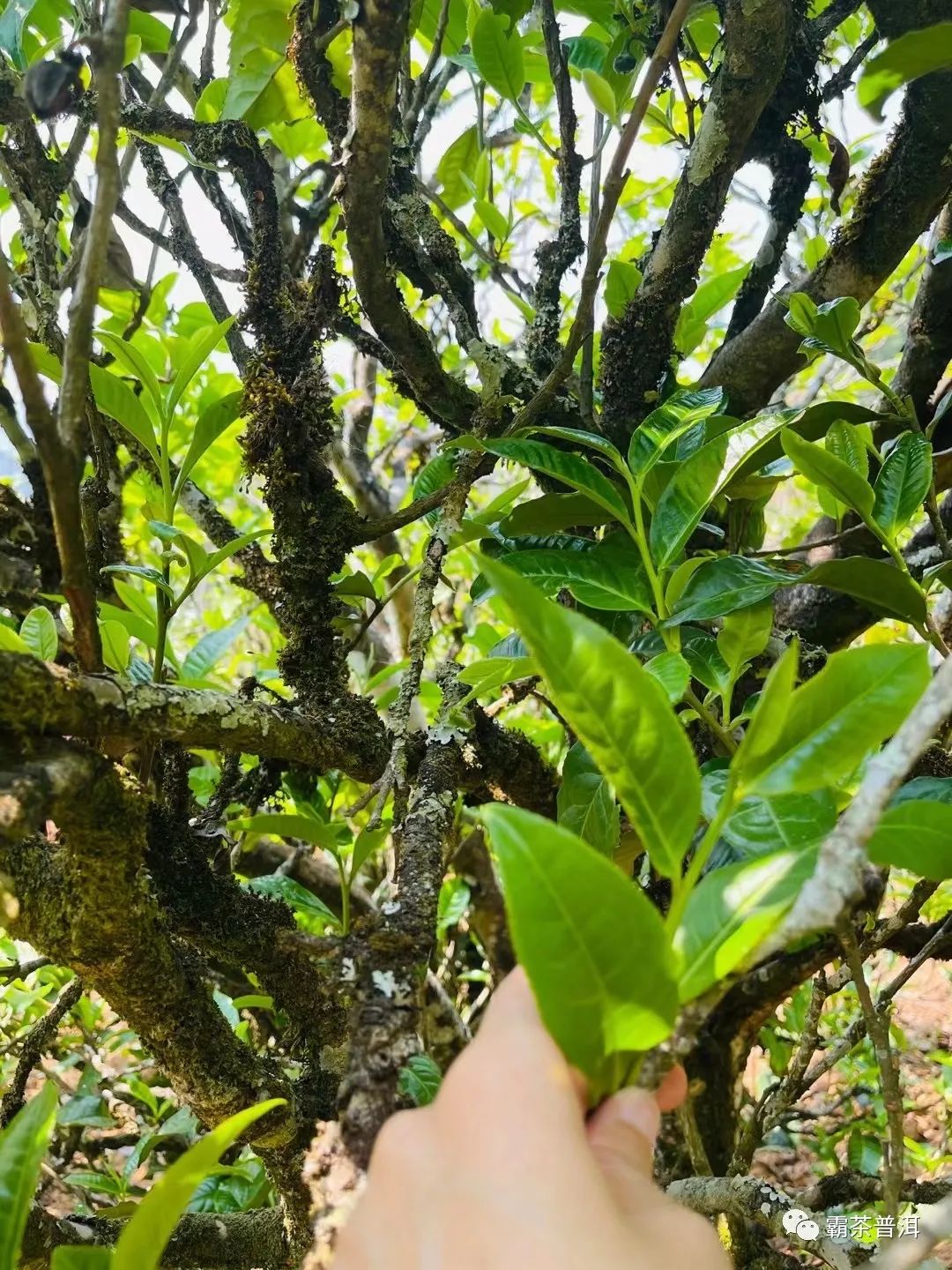 2023年正氣塘古樹春茶品質如何？