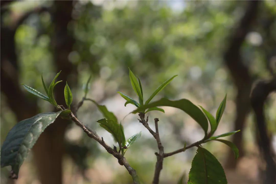 2023年壩糯古樹春茶品質(zhì)如何？