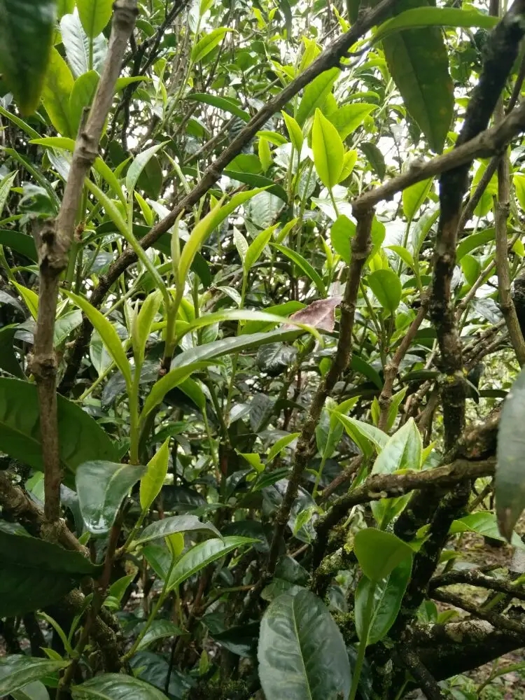 2023年壩糯古樹春茶口感怎么樣？