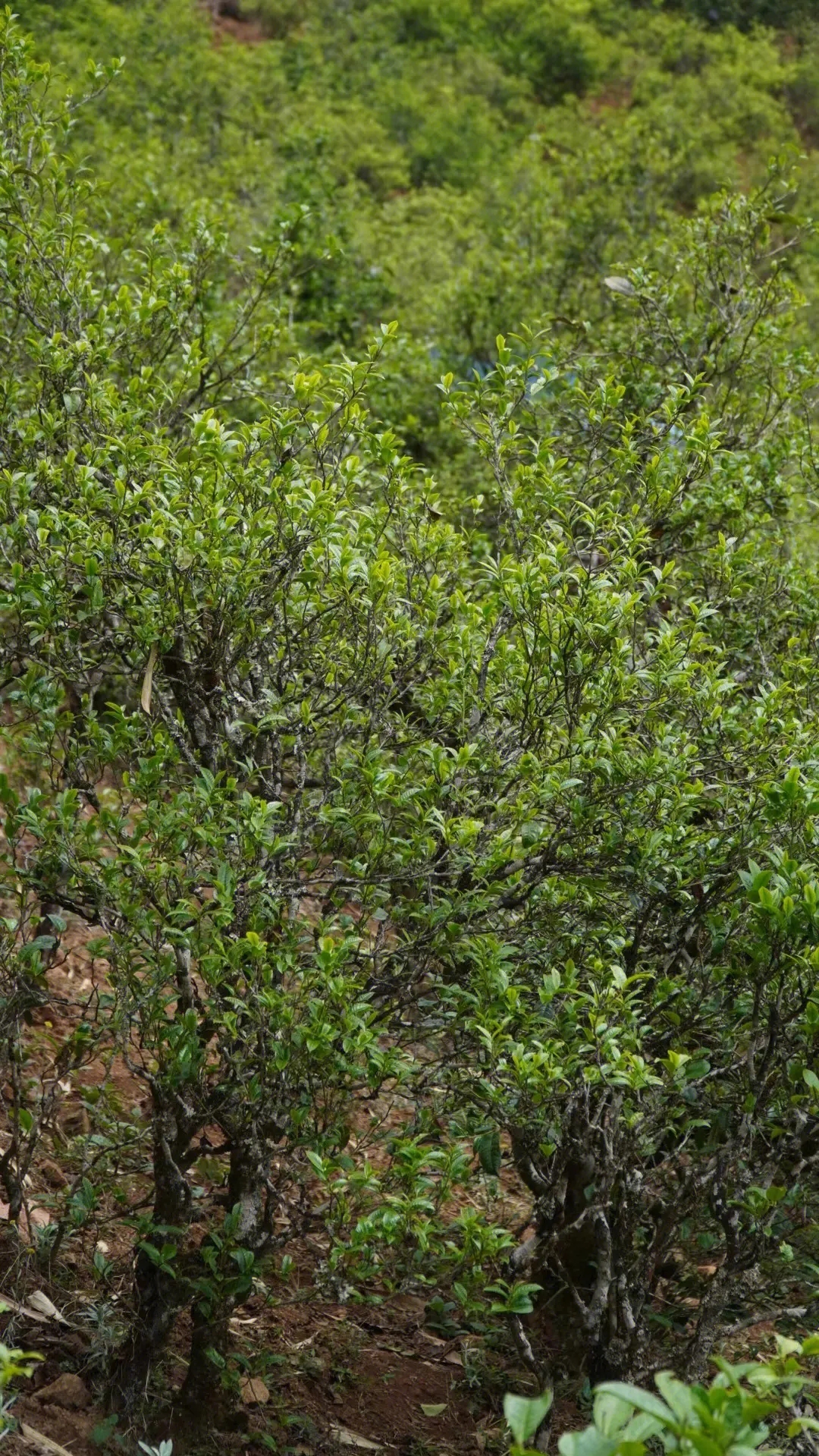 2023年壩糯古樹春茶特點(diǎn)是什么？