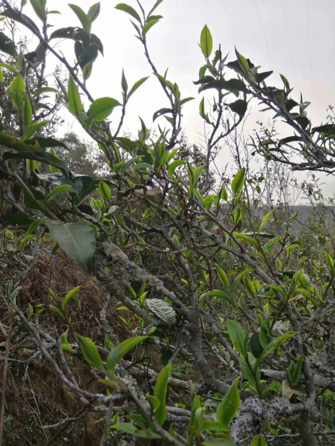 2023年壩糯古樹春茶多少一公斤？