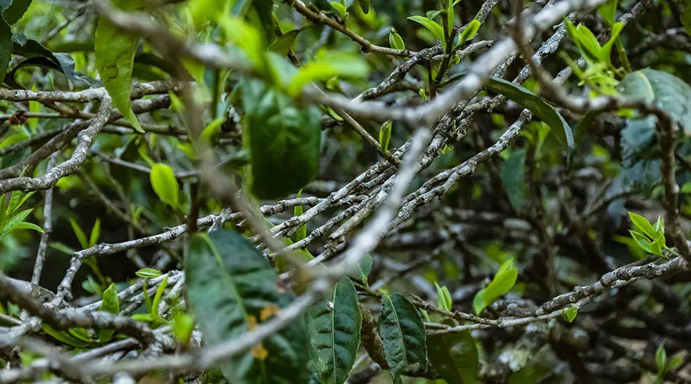 2023年那蕉古樹春茶多少一公斤？