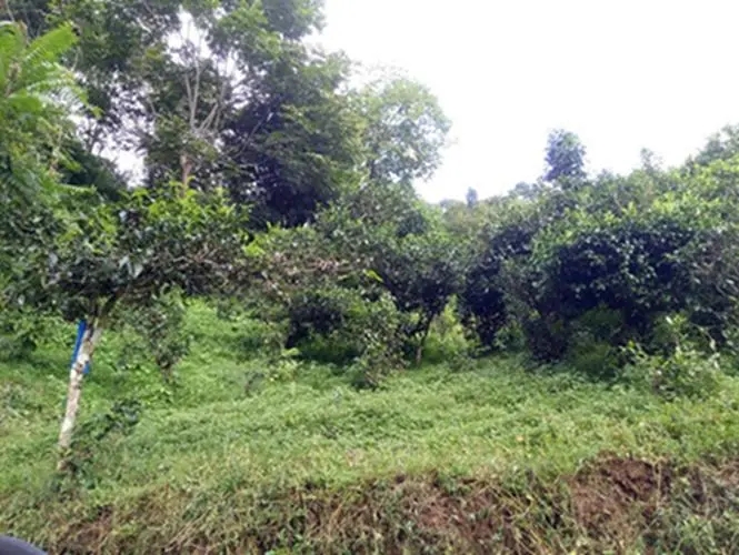 2023年南迫古樹春茶品質(zhì)怎么樣？