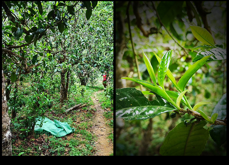 2023年南迫古樹春茶特點(diǎn)是什么？