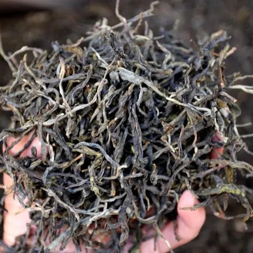 2023年地界古樹春茶品質(zhì)如何？