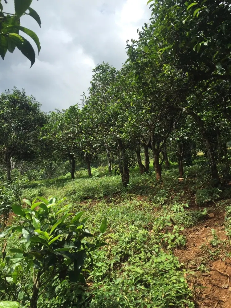 2023年地界古樹春茶特點(diǎn)是什么？