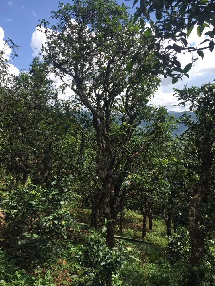 2023年地界古樹春茶多少錢一公斤？