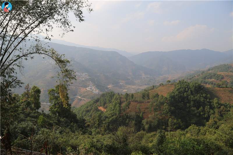 2023年壩歪古樹春茶品質(zhì)如何？