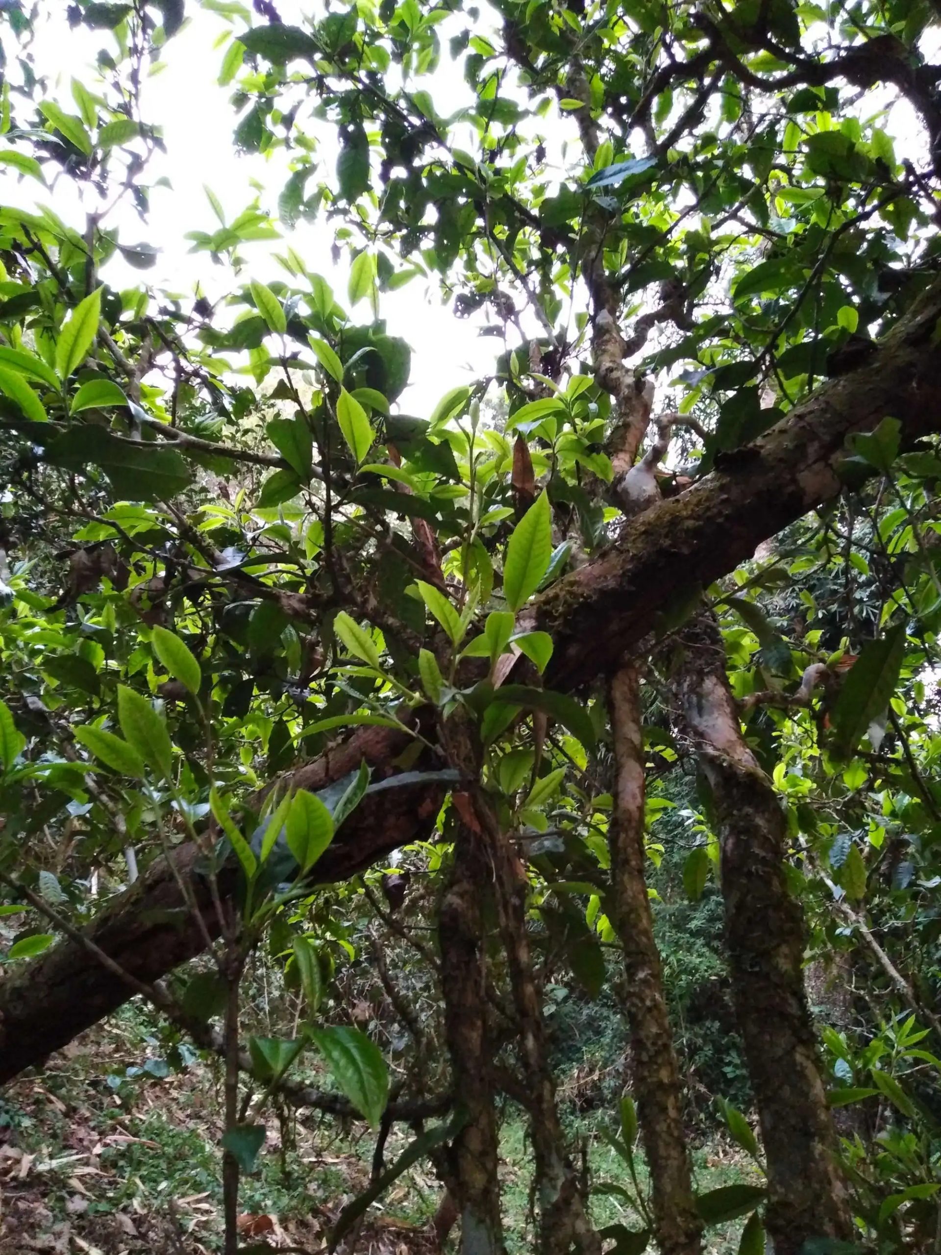 2023年糯伍古樹春茶品質(zhì)如何？