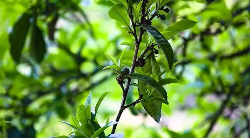 2023糯伍古樹春茶價(jià)格是多少？