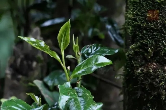 2023年薄荷塘古樹春茶品質(zhì)怎么樣？