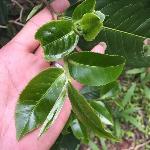 2023年薄荷塘古樹春茶口感如何？