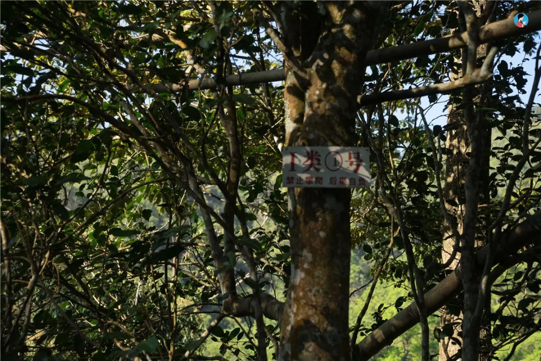 2023年薄荷塘古樹春茶價(jià)格是多少？