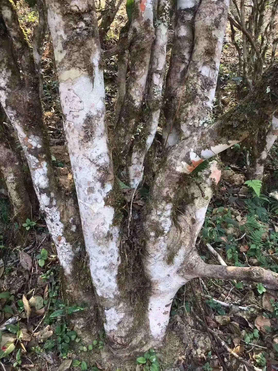 2023年彎弓古樹春茶口感如何？