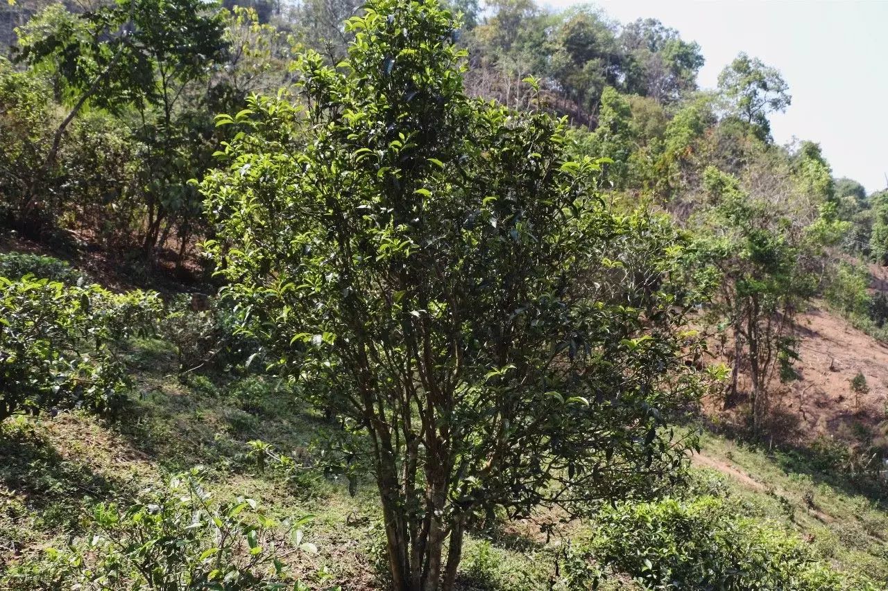 2023年彎弓古樹春茶價(jià)格是多少？