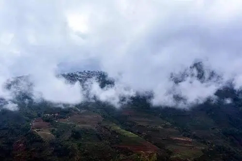 2023年勐庫大忠山古樹春茶口感如何？