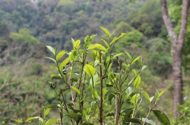 2023年勐庫(kù)那蕉古樹(shù)春茶品質(zhì)如何？