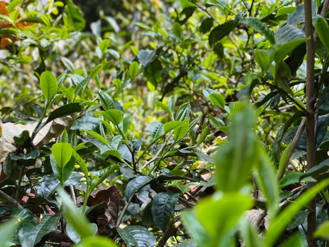 2023年勐庫那蕉古樹春茶多少一公斤？