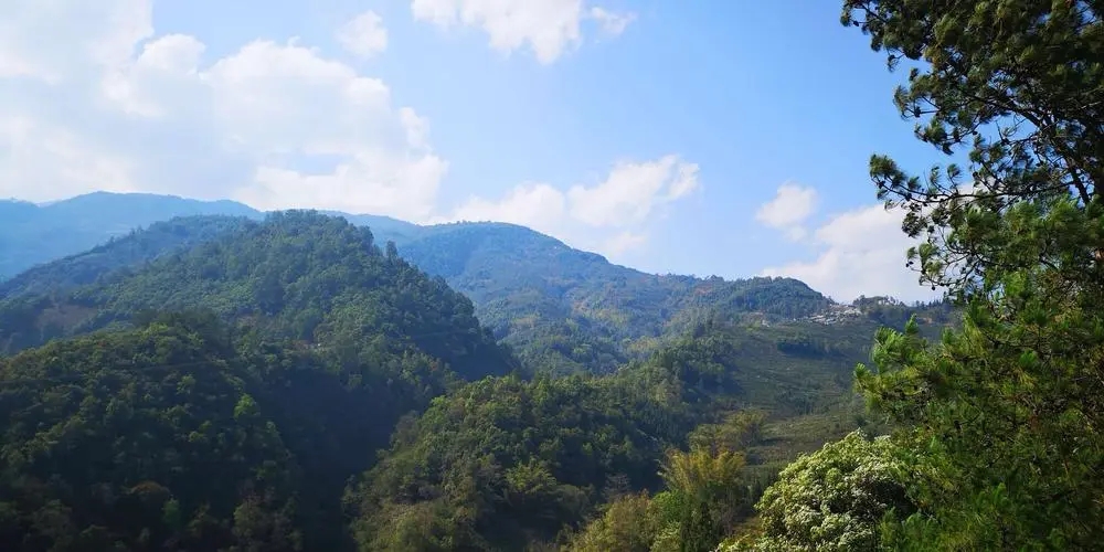 2023年勐庫豆腐寨古樹春茶品質(zhì)如何？