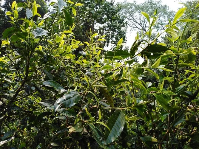 2023年勐庫(kù)河邊寨古樹特點(diǎn)是什么？